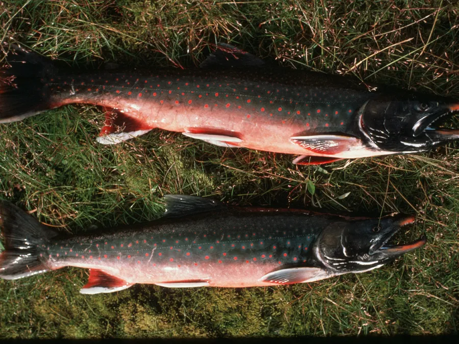 gove fish — on location