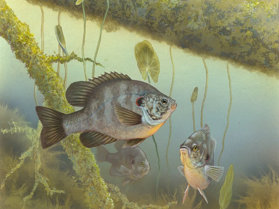 gove fish — up close