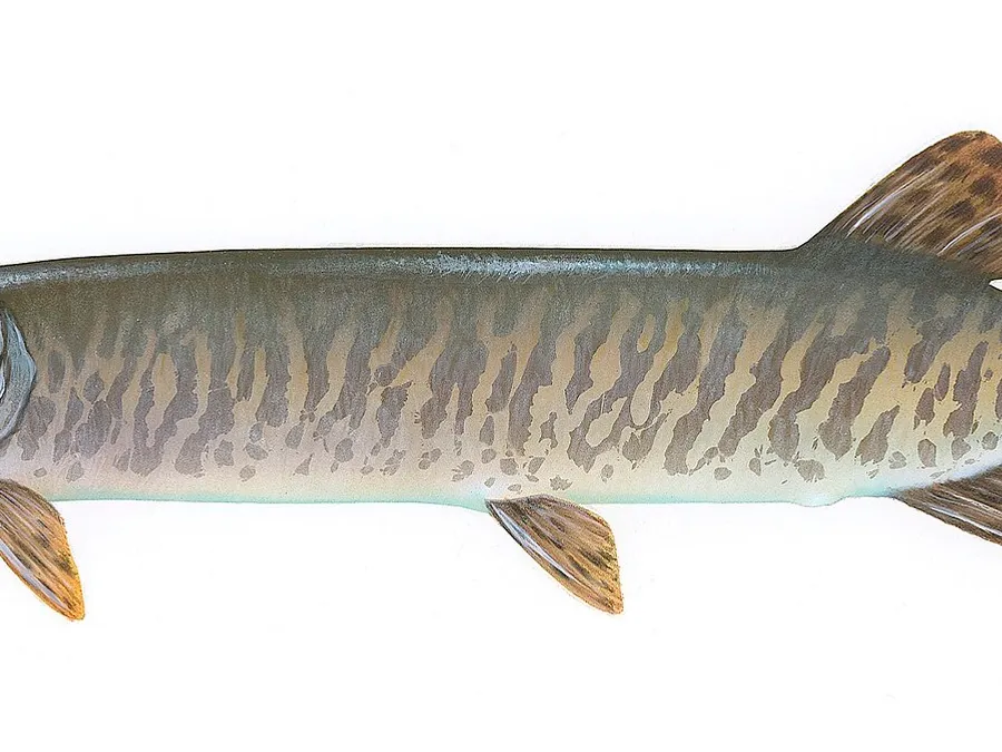 Gove fish guides